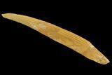 Cretaceous Shark (Hybodus) Dorsal Spine - Morocco #93926-1